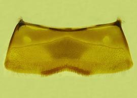   Anthidium hallinani  male, ventral view of fourth sternum (S4), photo from Gonzalez and Griswold 2013 

